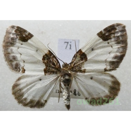 Mesoleuca albicillata (Linnaeus, 1758) Czech7i